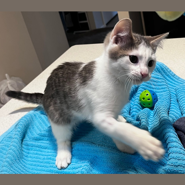 Photo of Oleander (Ollie)