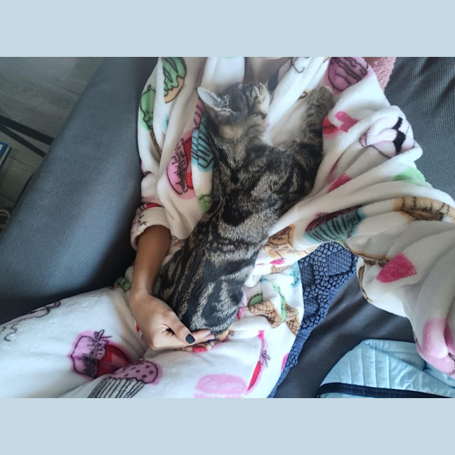 Photo of Lentil