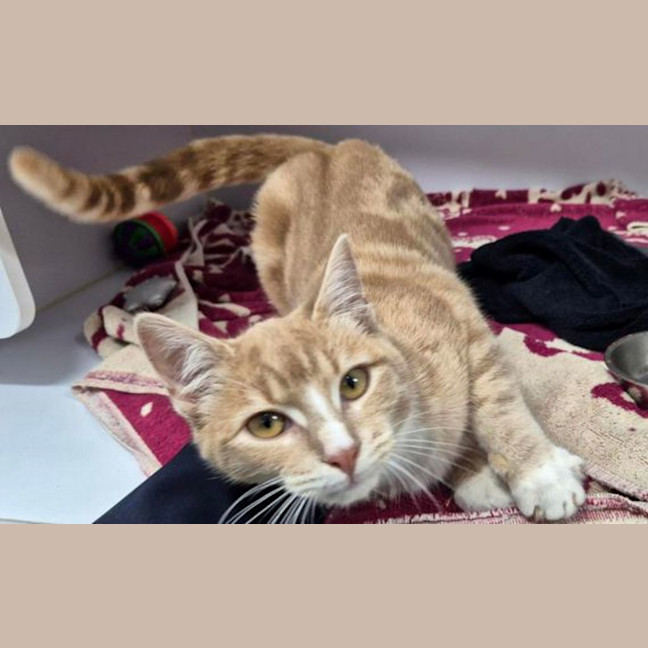 Photo of Peanut