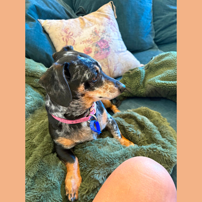 Photo of Dusty   7 Year Old Dachshund X
