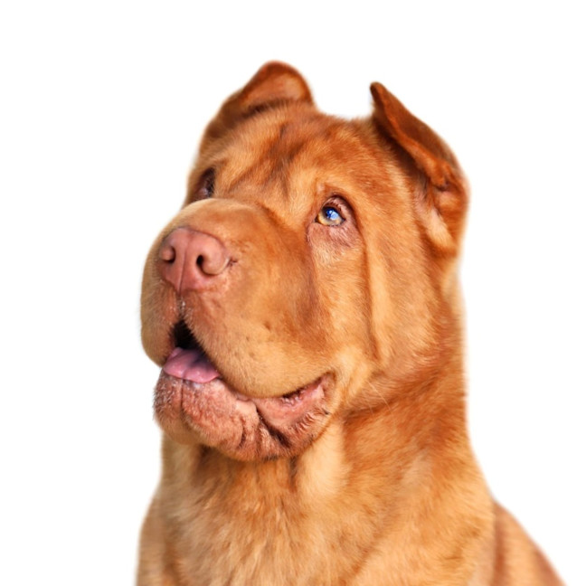 Photo of Symba