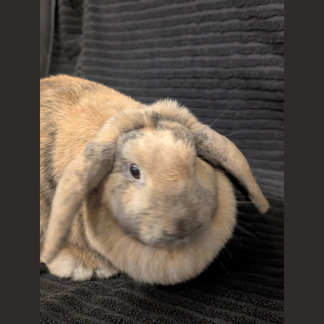 Photo of Miffy