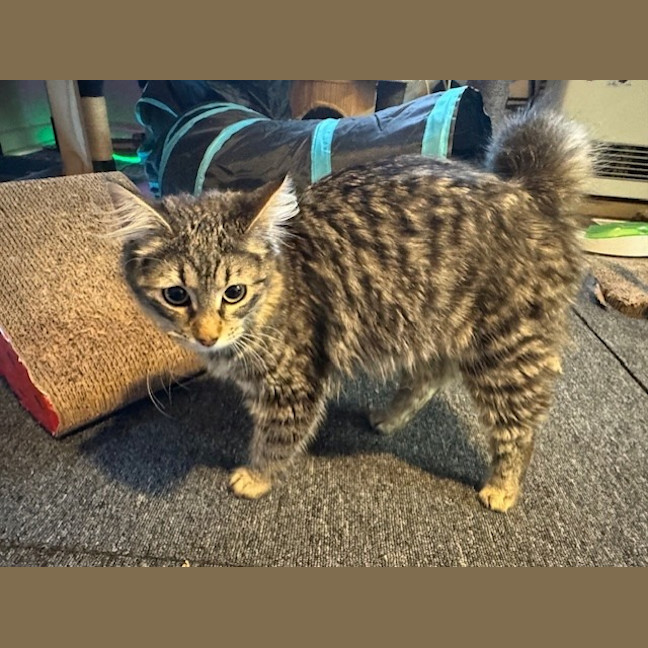 Photo of Pepper Paws