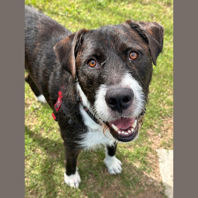 Photo of Ozzie 
