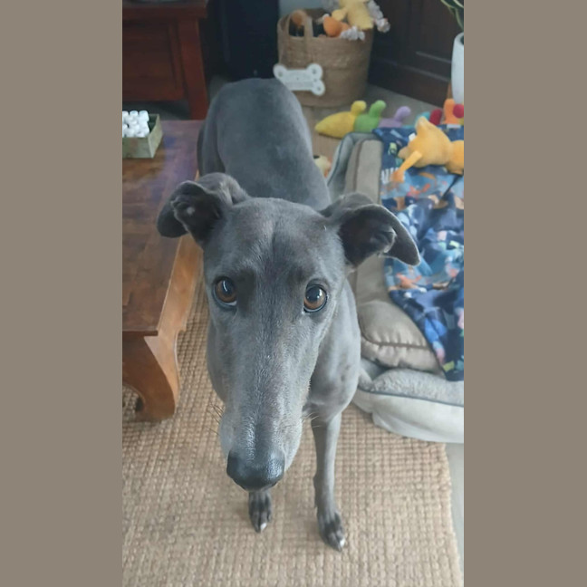 Photo of Dixie, The Greyhound