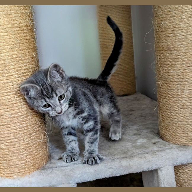 Photo of Einstein Meet Me@Petstock Chelsea Store