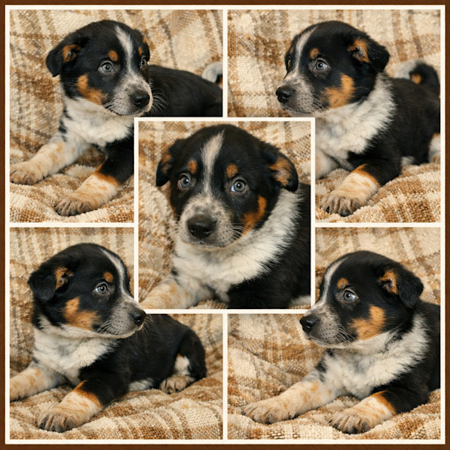 Photo of Scout