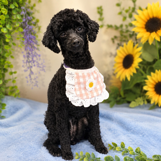 Photo of Missy