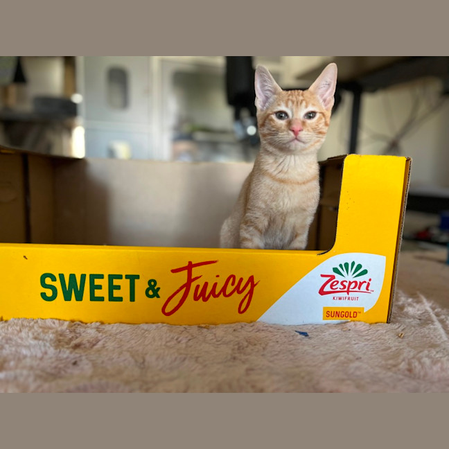 Photo of Cheddar & Swiss