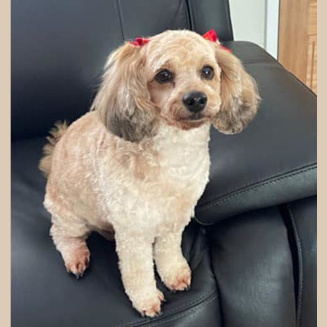 Photo of Coco And Cherry 