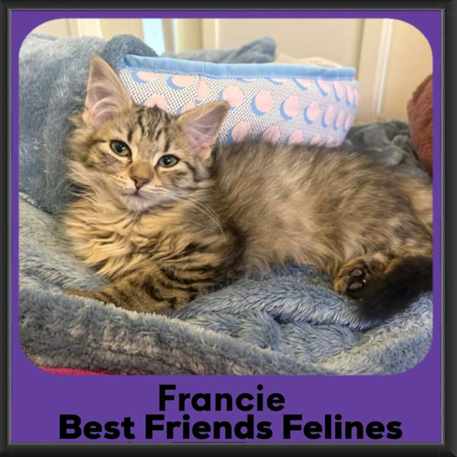 Photo of Francie 