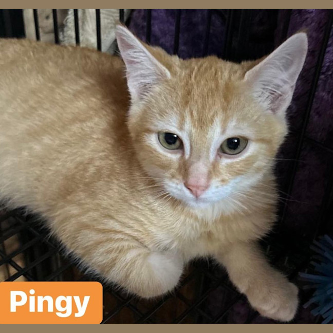 Photo of Pingy