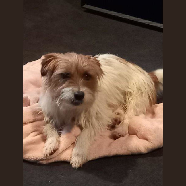 Photo of Bolt O'cleary