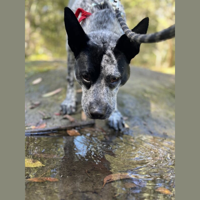 Photo of Buddy