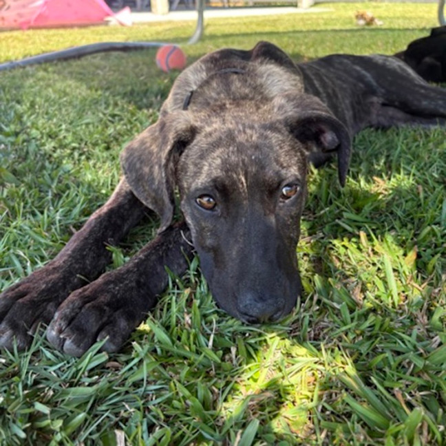 Photo of Thor