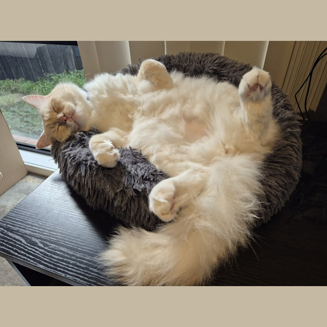 Photo of Chonk Norris
