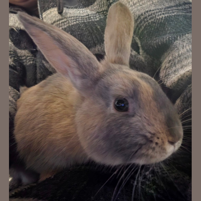 Photo of Thunder & Piepie
