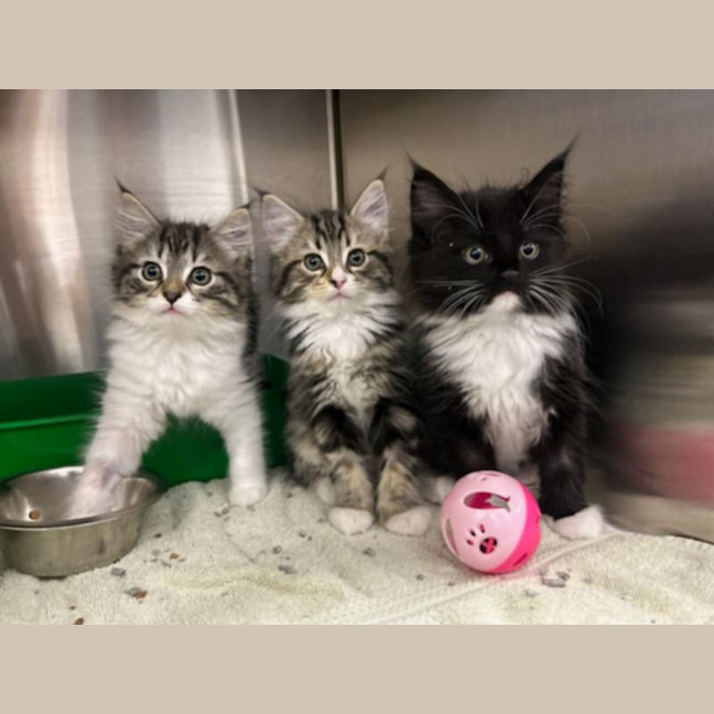 Photo of Poppy   Located In Lower Plenty