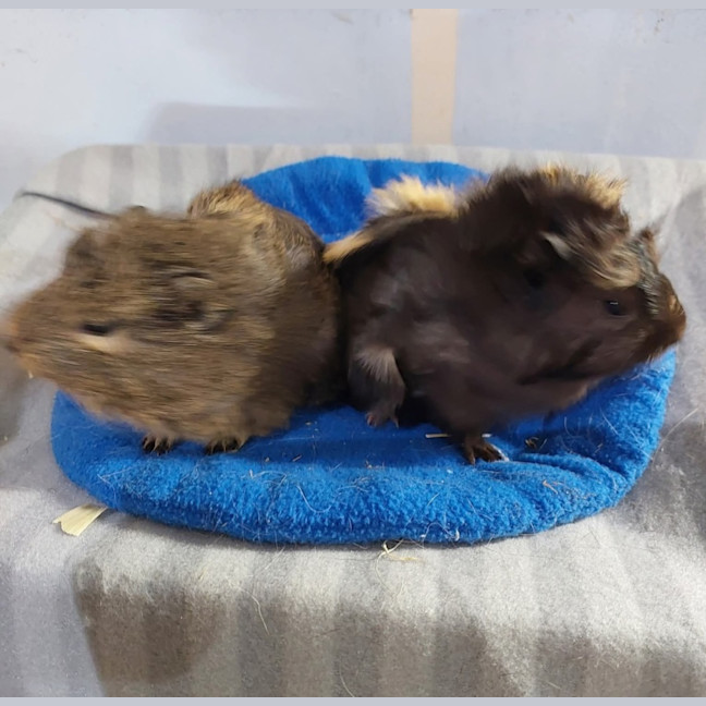 Photo of Cali & Paisley