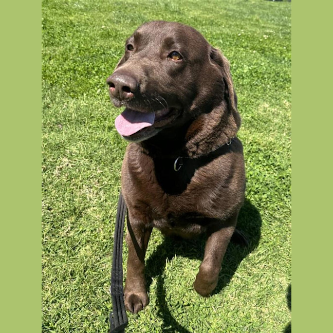 Photo of Milo