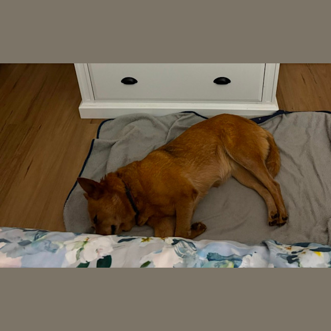 Photo of Brandylicious