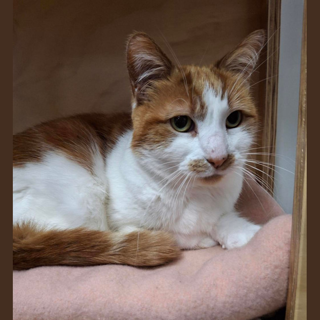 Photo of Primrose (Bonded To Felix)