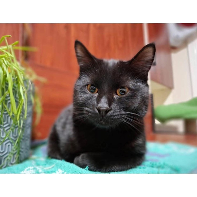 Photo of 12497   Nico