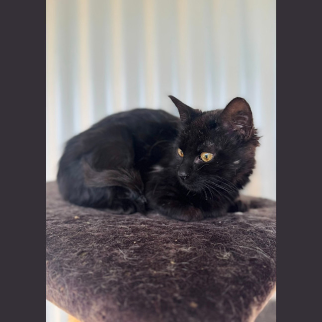 Photo of Little Loaf