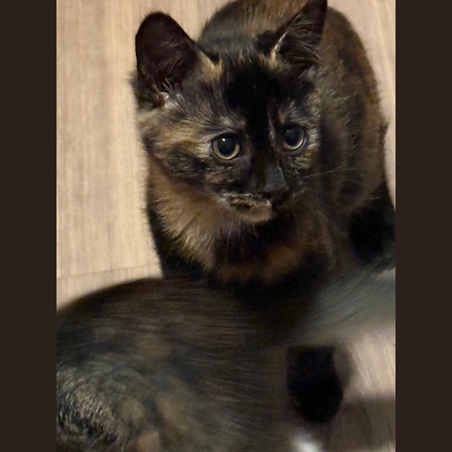 Photo of Luna 