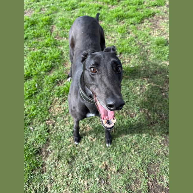 Photo of Rosco