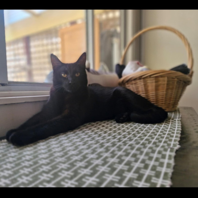Photo of Lestat   Located In Preston