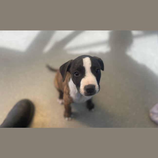 Photo of Pipsqueak