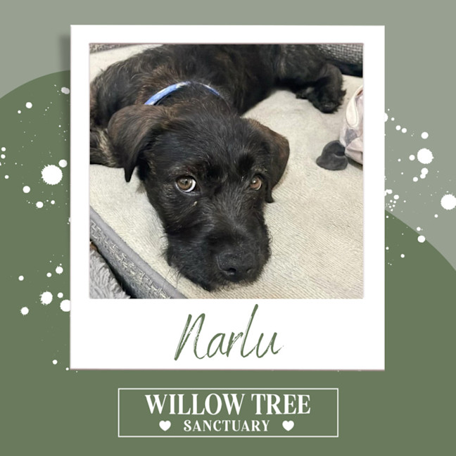 Photo of Narlu 