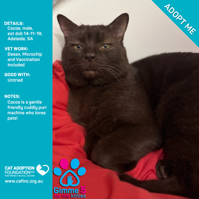 Photo of Cocoa Only $50 Limited Time!