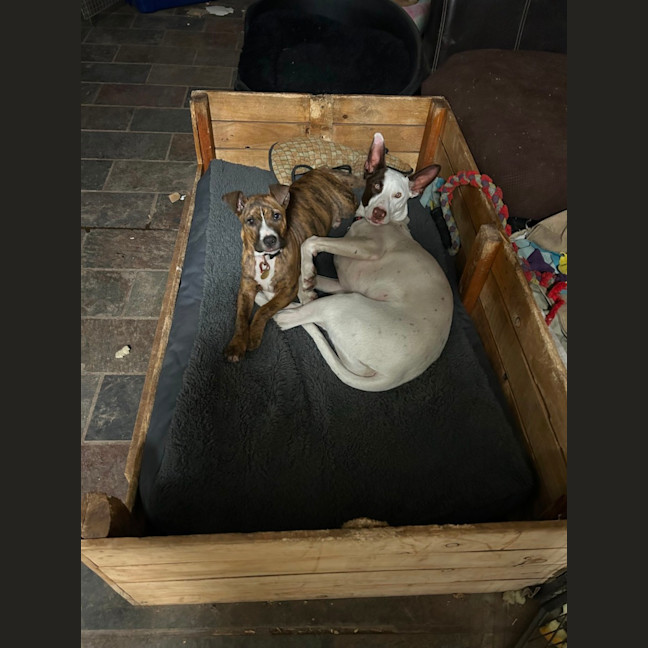 Photo of Thackery Earwicket