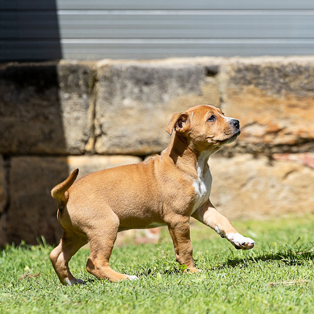 Photo of Biscuit