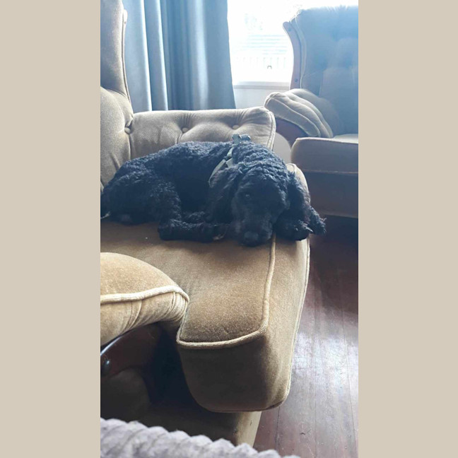 Photo of Wally   1 Year Old Cavoodle (Hold)