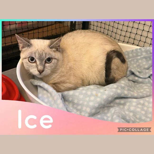 Photo of Ice