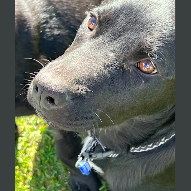 Photo of Prince William   5 Month Old Kelpie X
