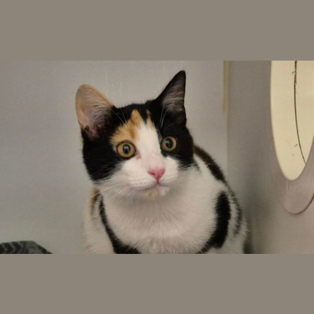 Photo of Cleo