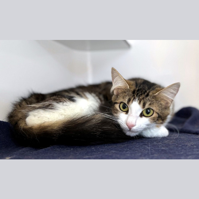 Photo of Tinsel Rsua013285