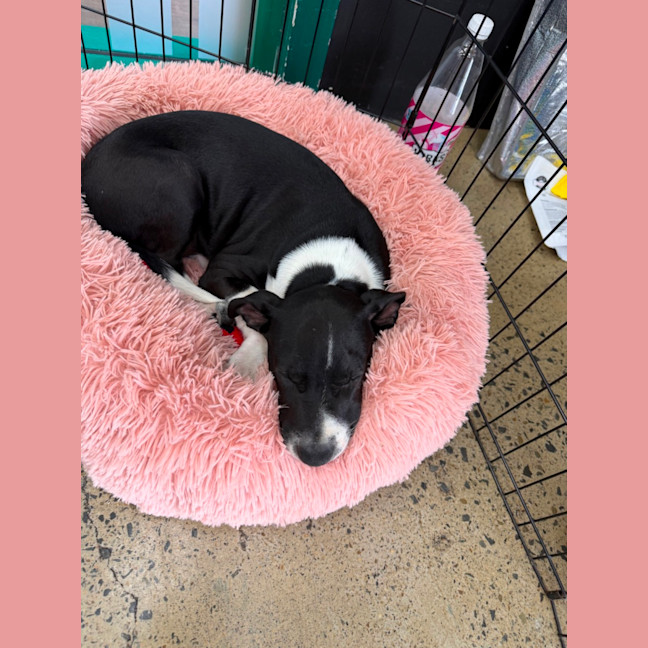 Photo of Boba (Bessie's Puppy)
