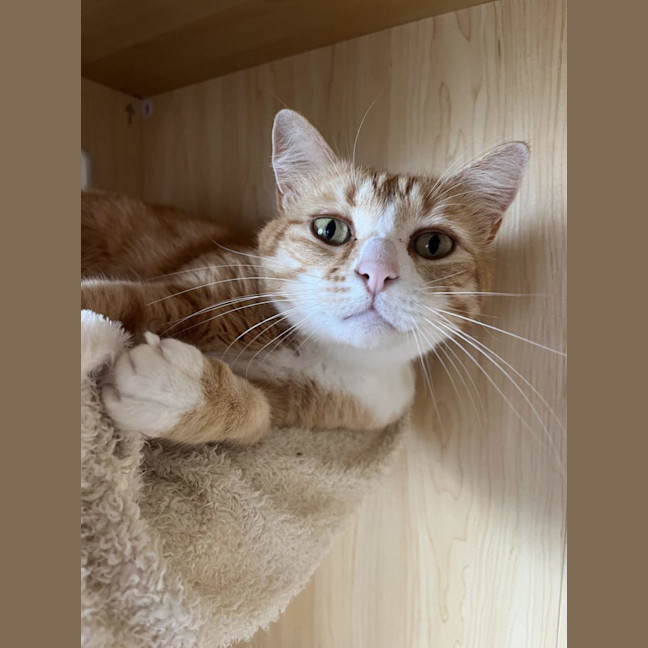 Photo of Tiger   Available Pet Quarters Morisset