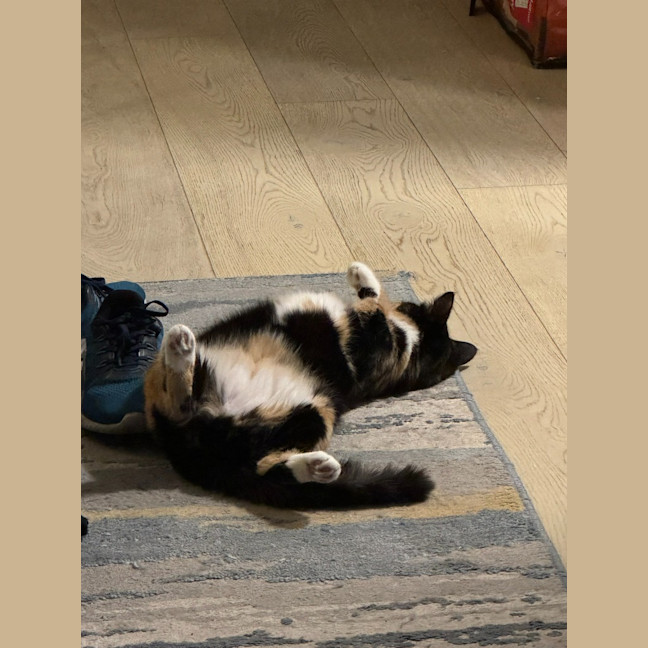 Photo of Gilly Bunny