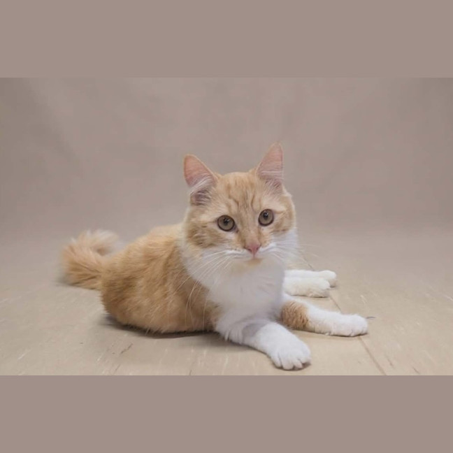 Photo of Marmalade