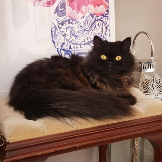 Photo of 10824   Zuri