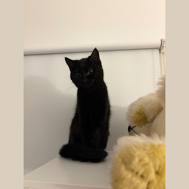 Photo of Jiji Mewell