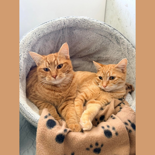 Photo of Banjo & Brumby 