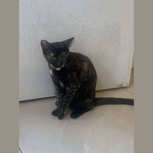 Photo of Tulip