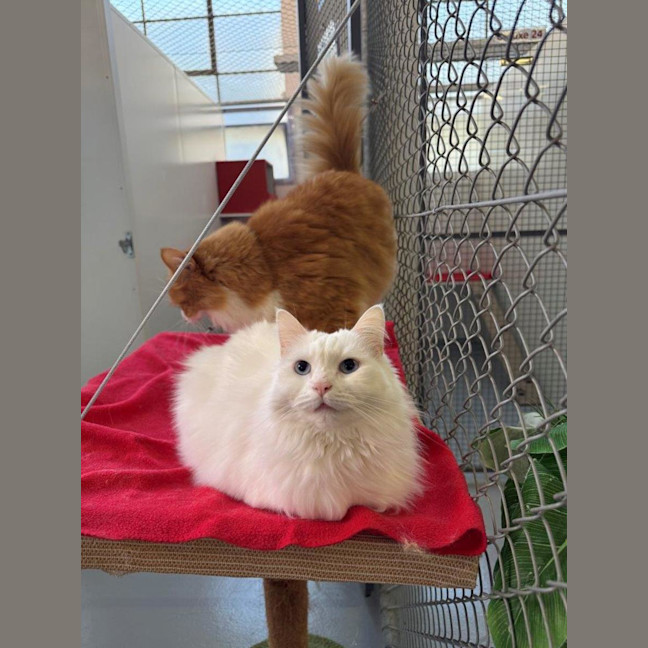 Photo of Cuddles Allbright